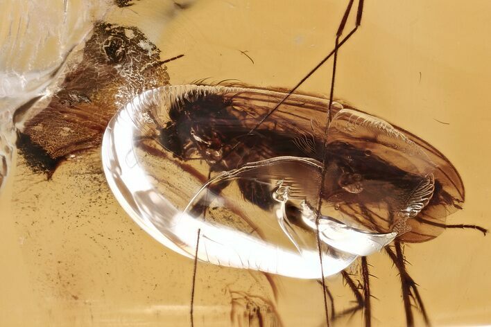 Detailed Fossil Fungus Gnat (Mycetophilidae) In Baltic Amber #367480
